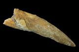 Bargain, Spinosaurus Tooth - Real Dinosaur Tooth #136236-1